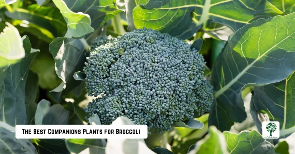 the best companions plants for broccoli