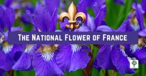 the national flower of france a symbol of beauty and resilience