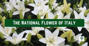 the national flower of italy a symbol of purity and heritage