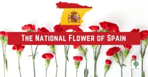 the national flower of spain a symbol of pride and tradition