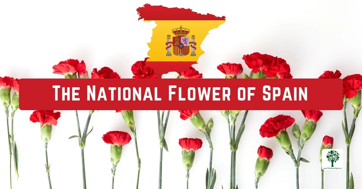 the national flower of spain a symbol of pride and tradition