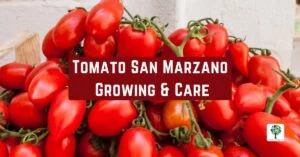 tomato san marzano growing and care guide