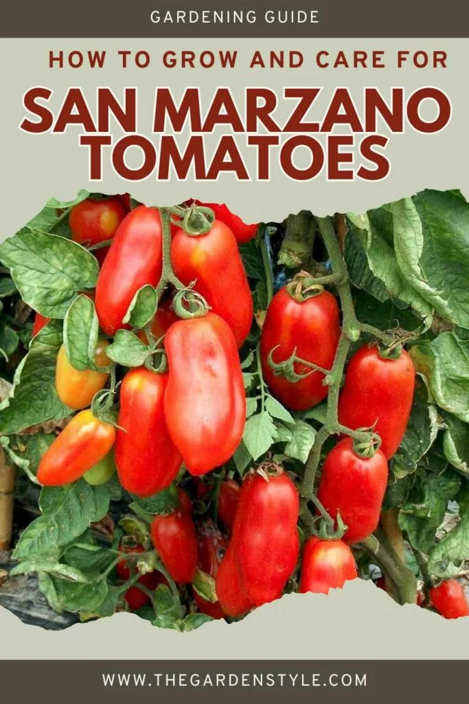 tomato-san-marzano-growing-care-pin