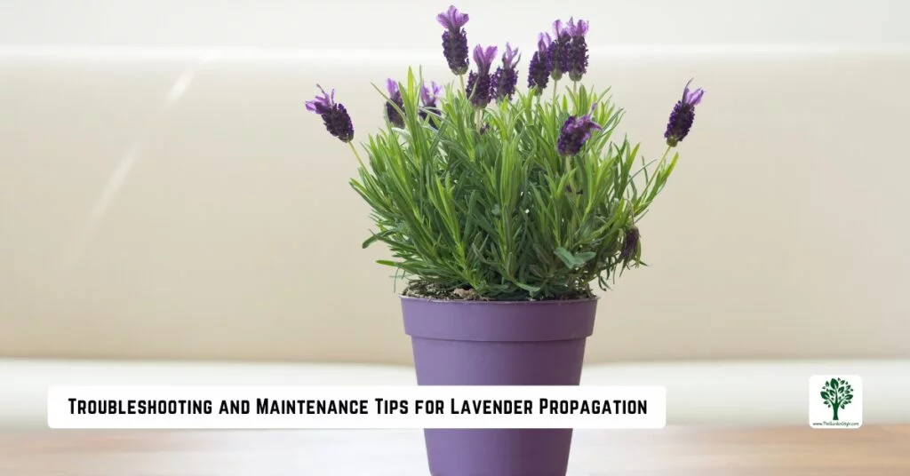 troubleshooting and maintenance tips for lavender propagation