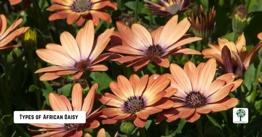 types of african daisy