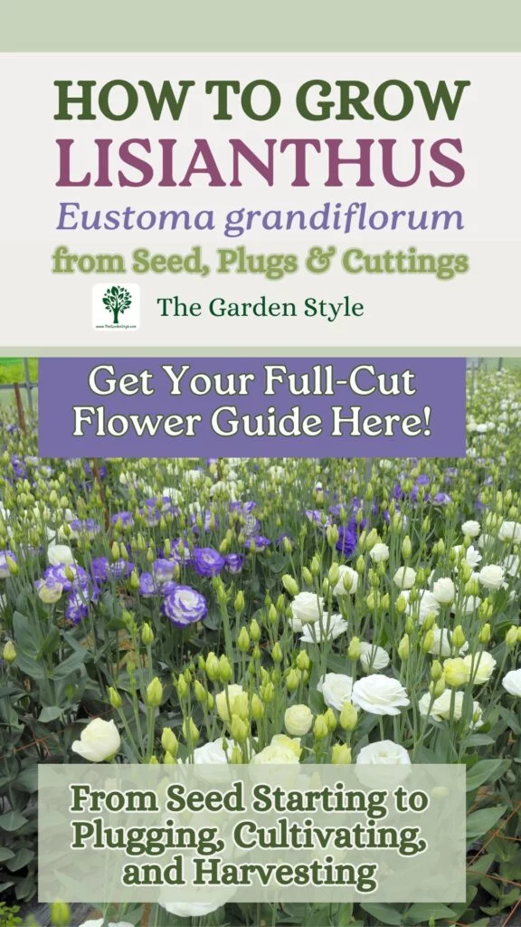 how to grow lisianthus tips for growing ustoma grandiflorum from seeds and plugs guide