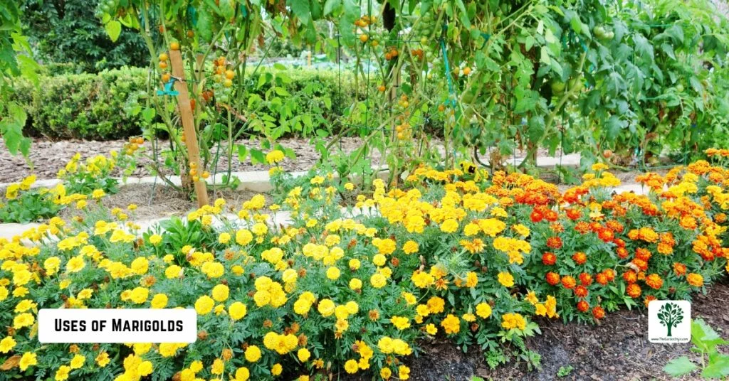uses of marigolds