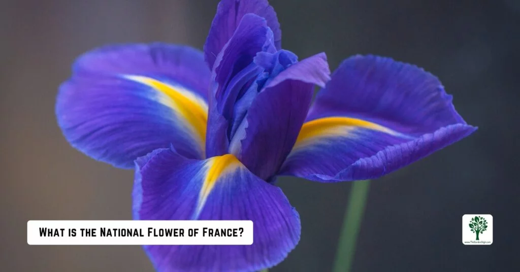 what is the national flower of france
