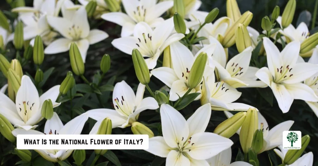 what is the national flower of italy