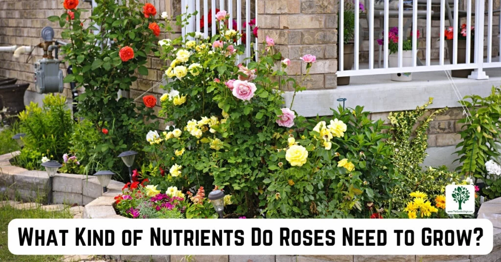 what king of nutrients do roses need to grow