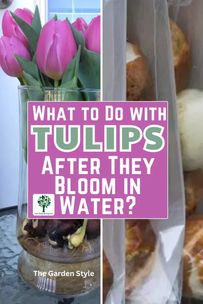 what to do with tulips after they bloom in water