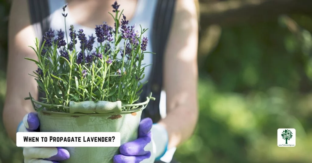 when to propagate lavender