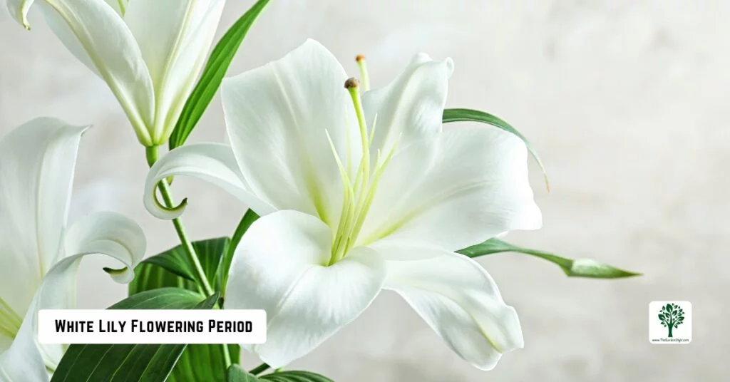 white lily flowering period