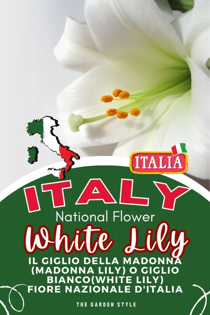 white lily national flower of italy