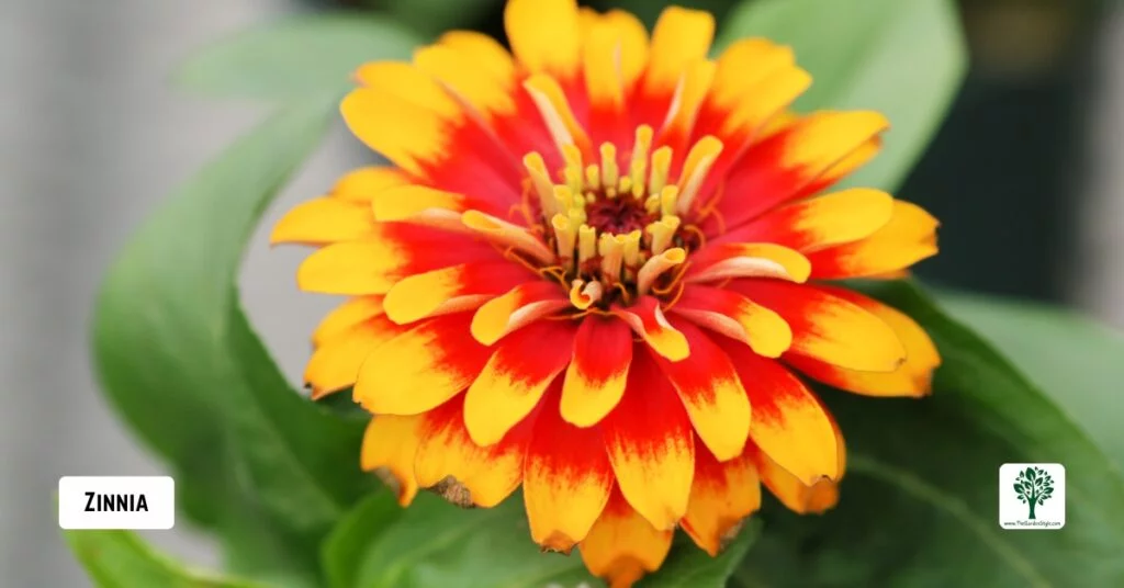 zinnia flower potted