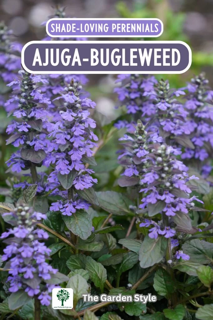 ajuga bugleweed shade perennials