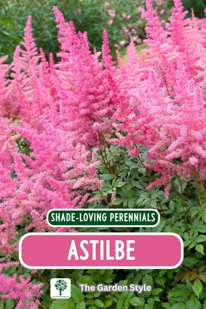 astilbe shade loving perennials
