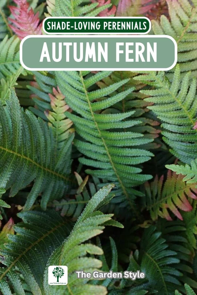 autumn fern perennial plant