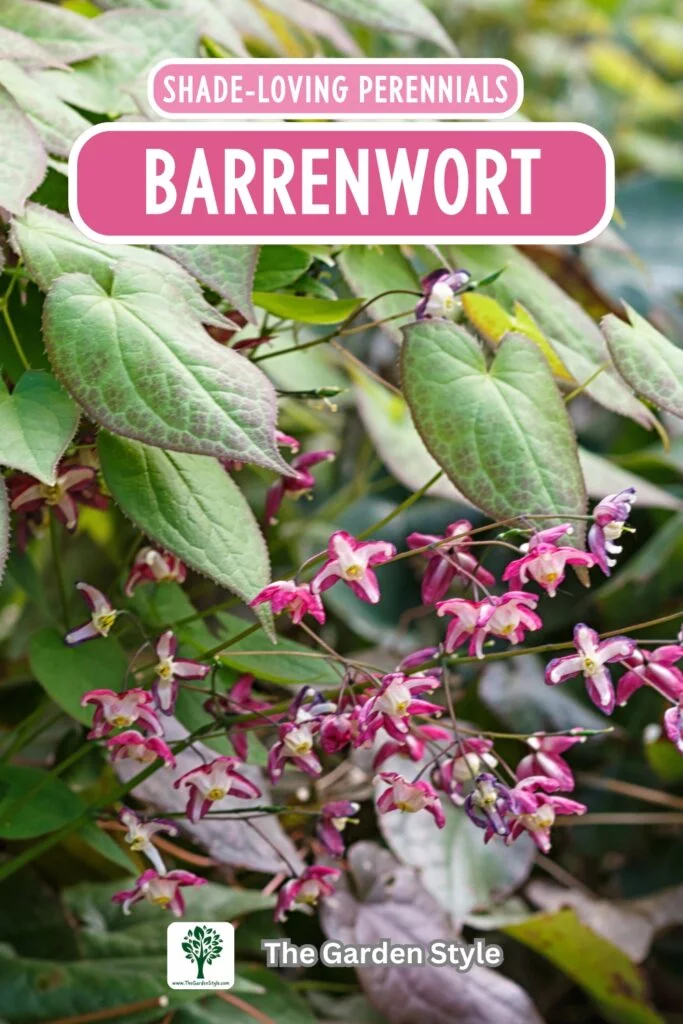 barrenwort plant perennial