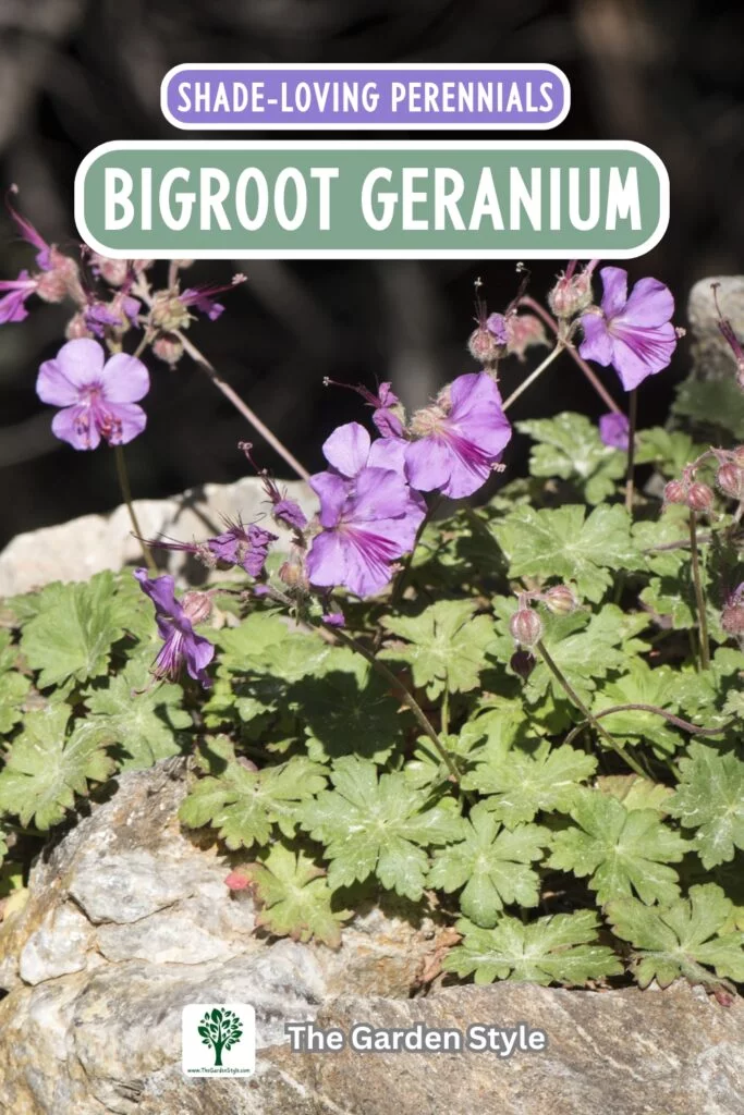 bigroot geranium shade perennial plant