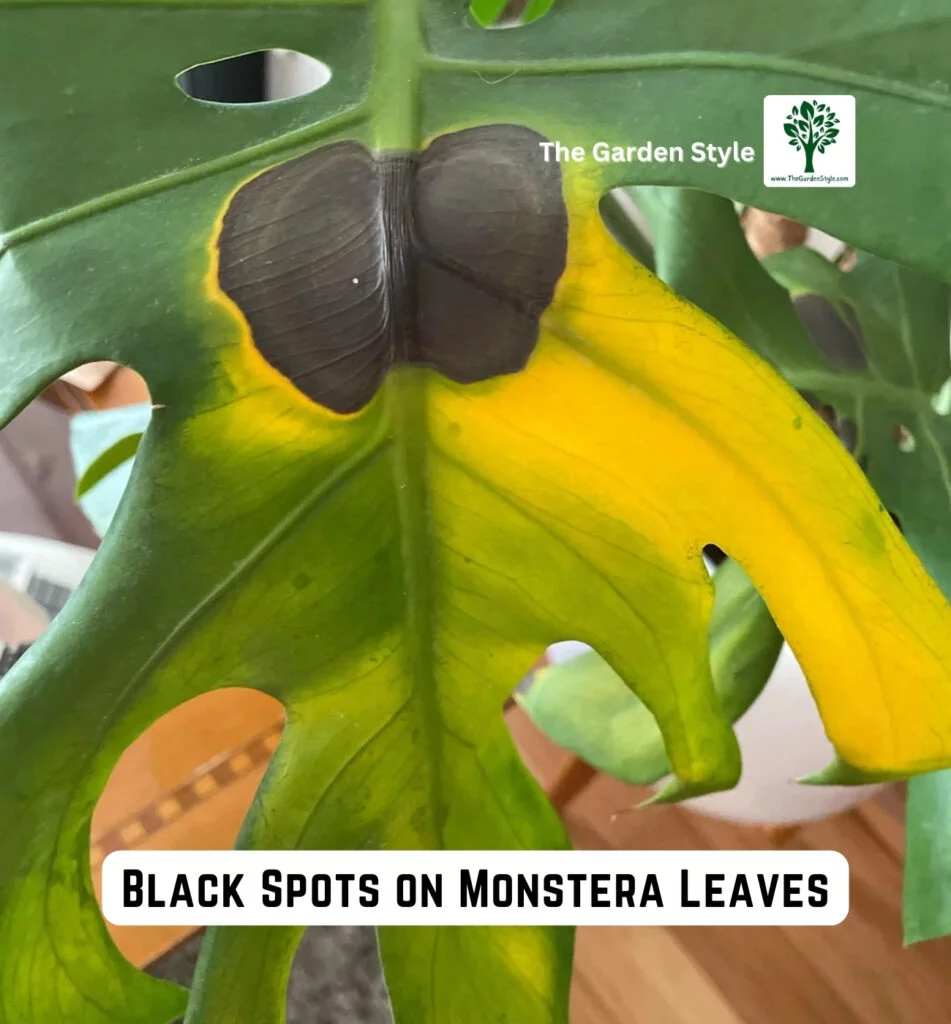 black spots on monstera leaves