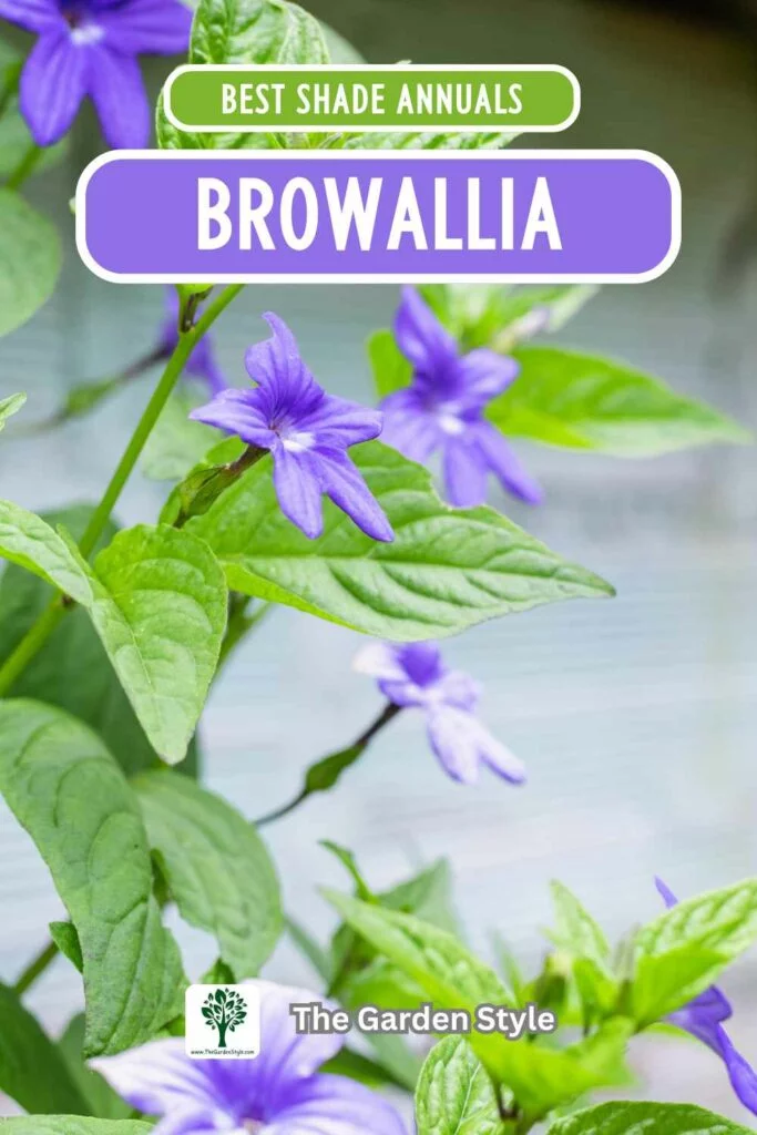 browallia annuals for shade