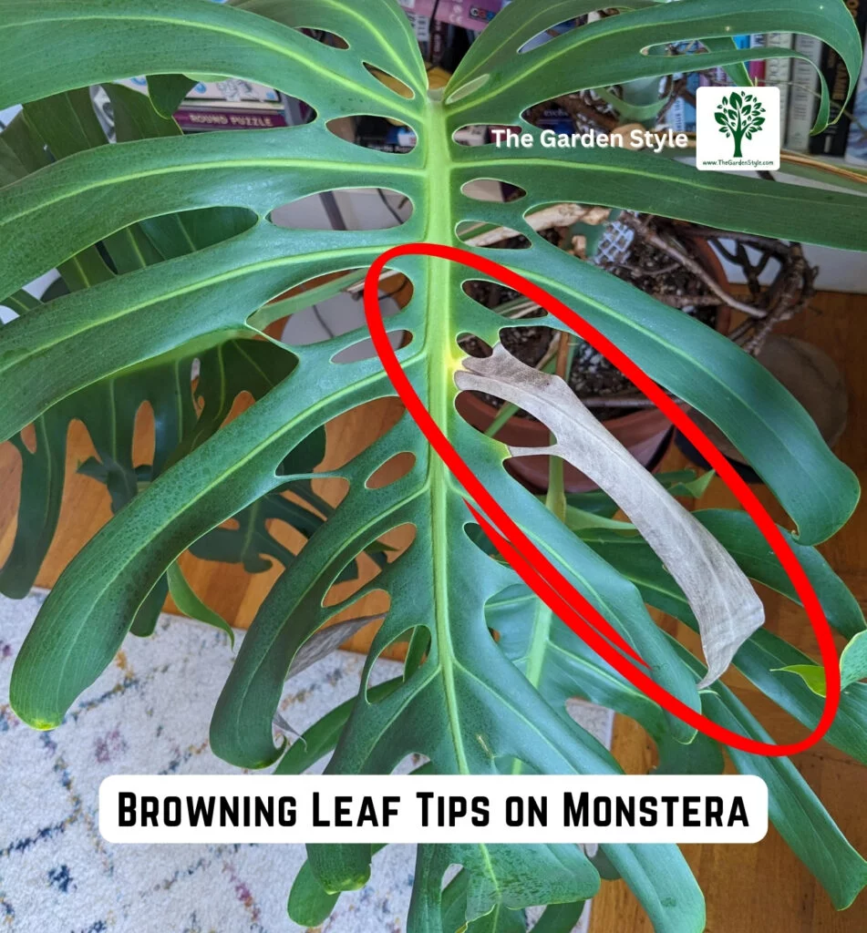 browning leaf tips on monstera