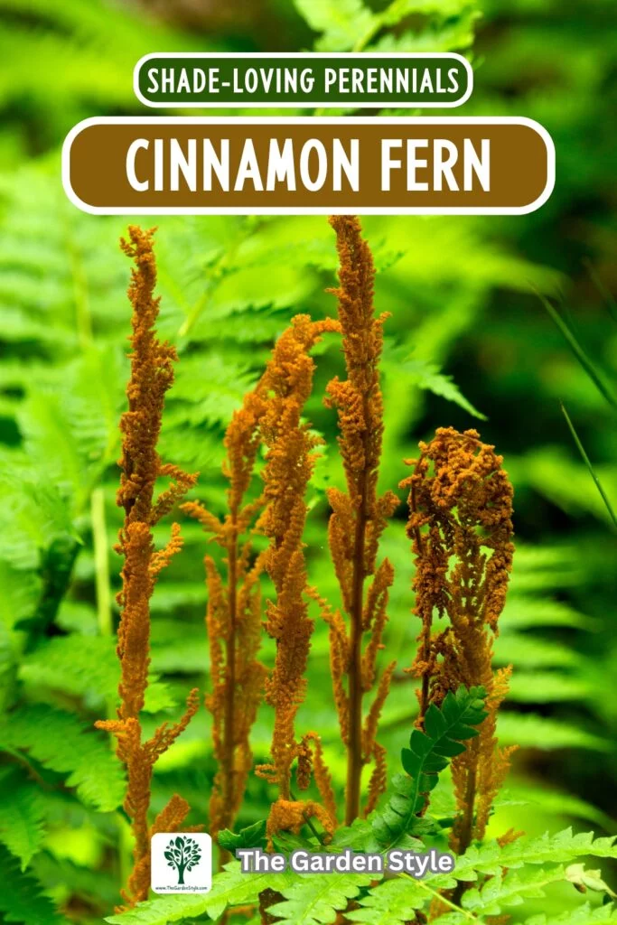cinnamon fern shade perennial plant