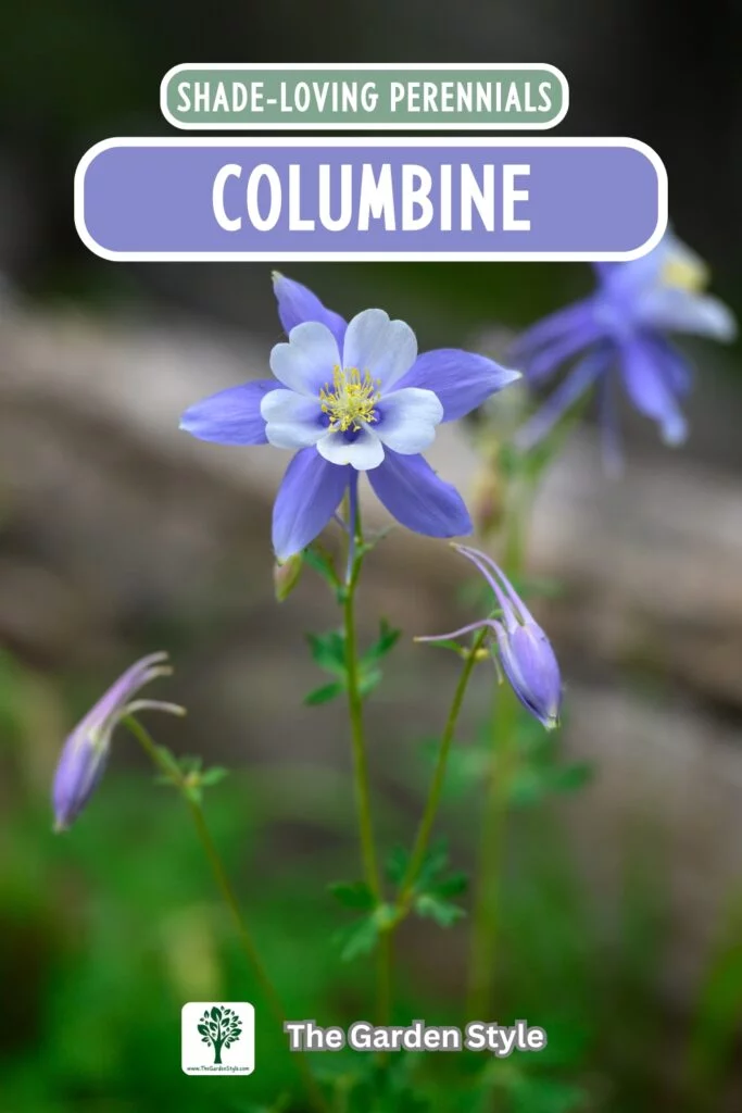 columbine shade loving perennials
