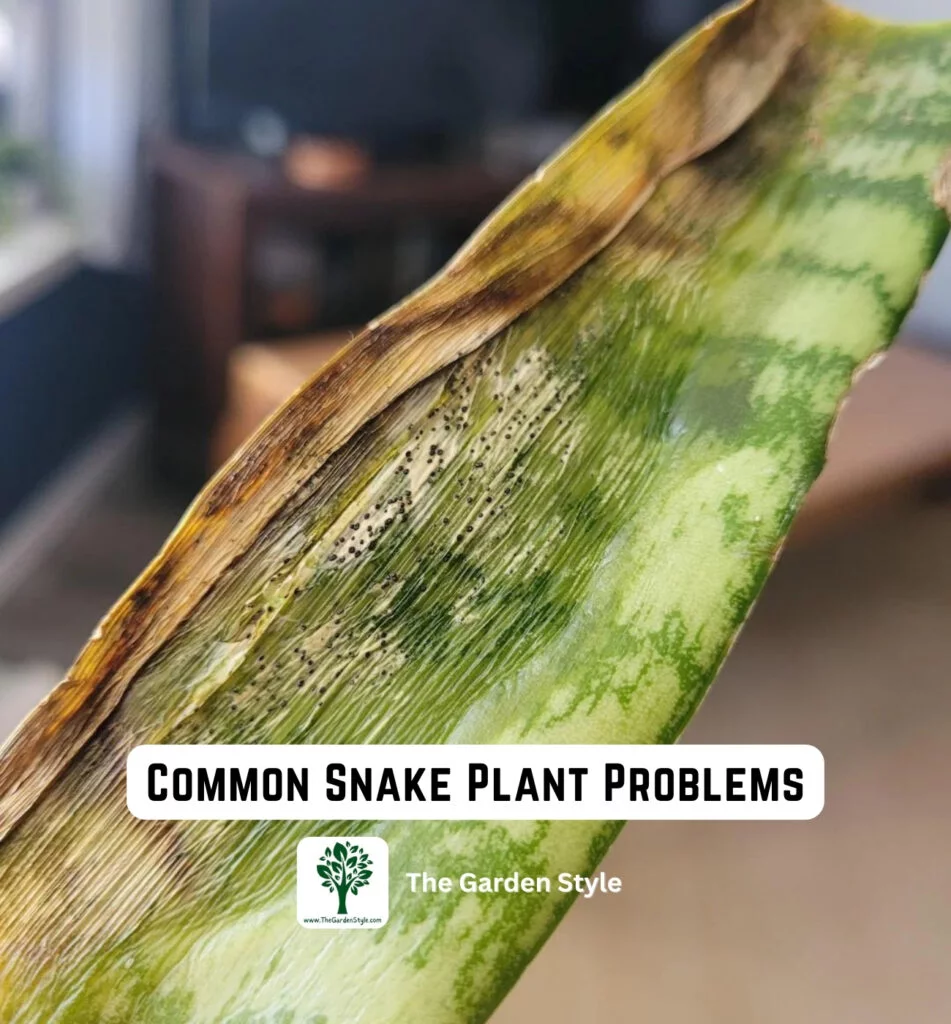 common snake plant problems