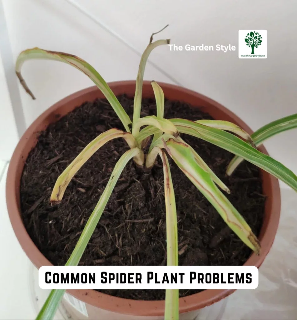 common spider plant problems