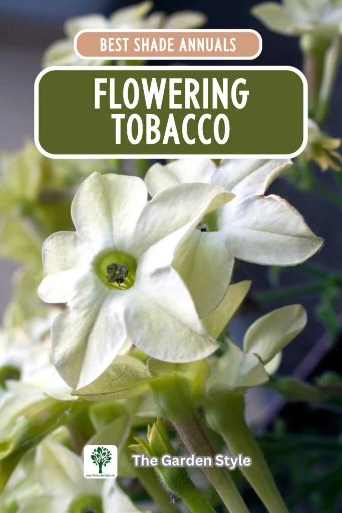 flowering tobbaco annual flowers for shade