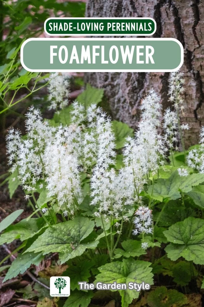 foamflower shade perennials