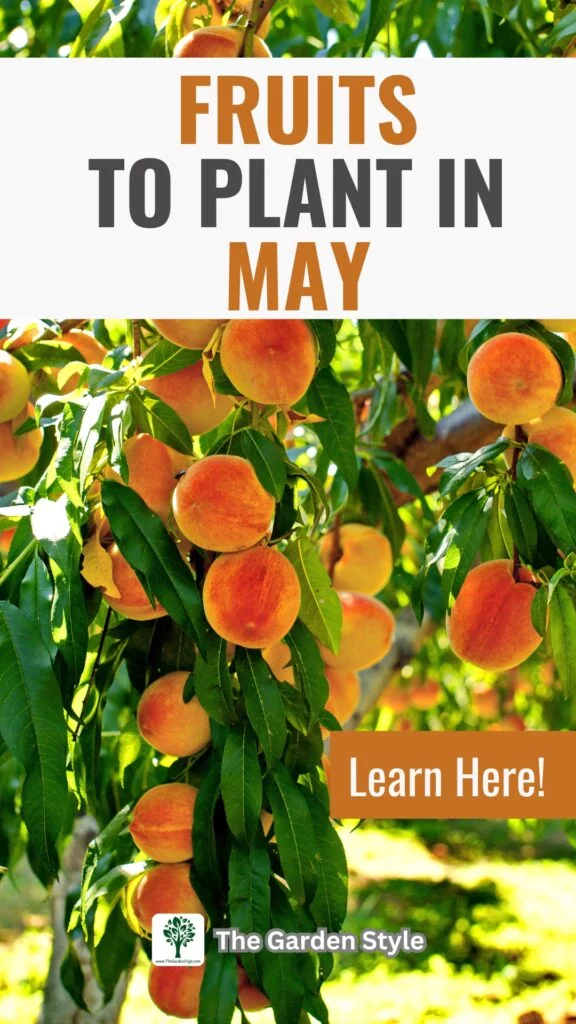 fruit plants and bushes to plant in may