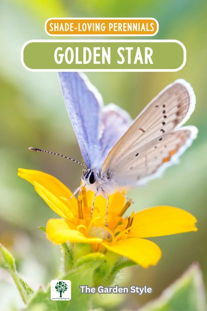 golden star shade perennial plant