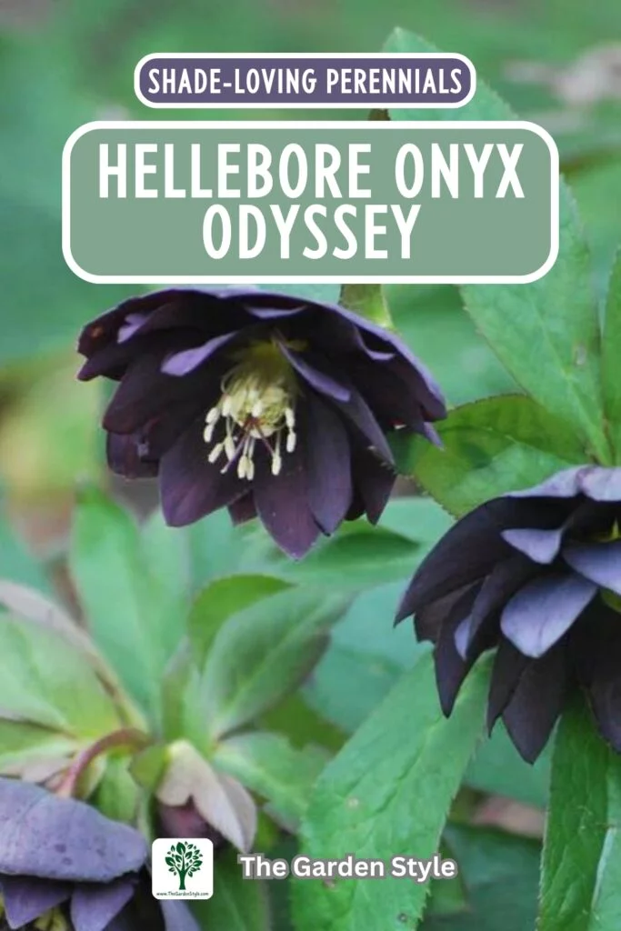 hellebore onyx odyssey perennials
