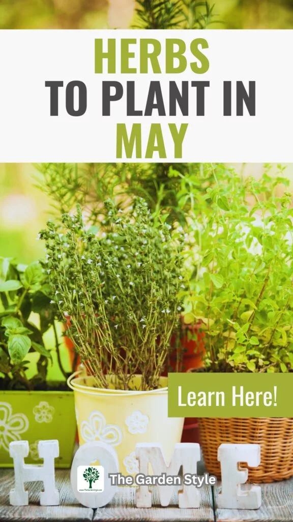 what herbs to plant and grow in may