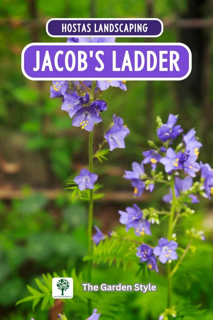 hostas landscaping jacobs ladder