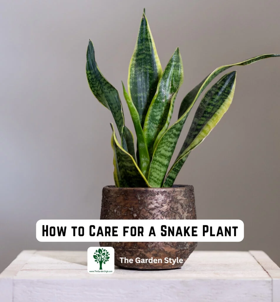 how to care for a snake plant