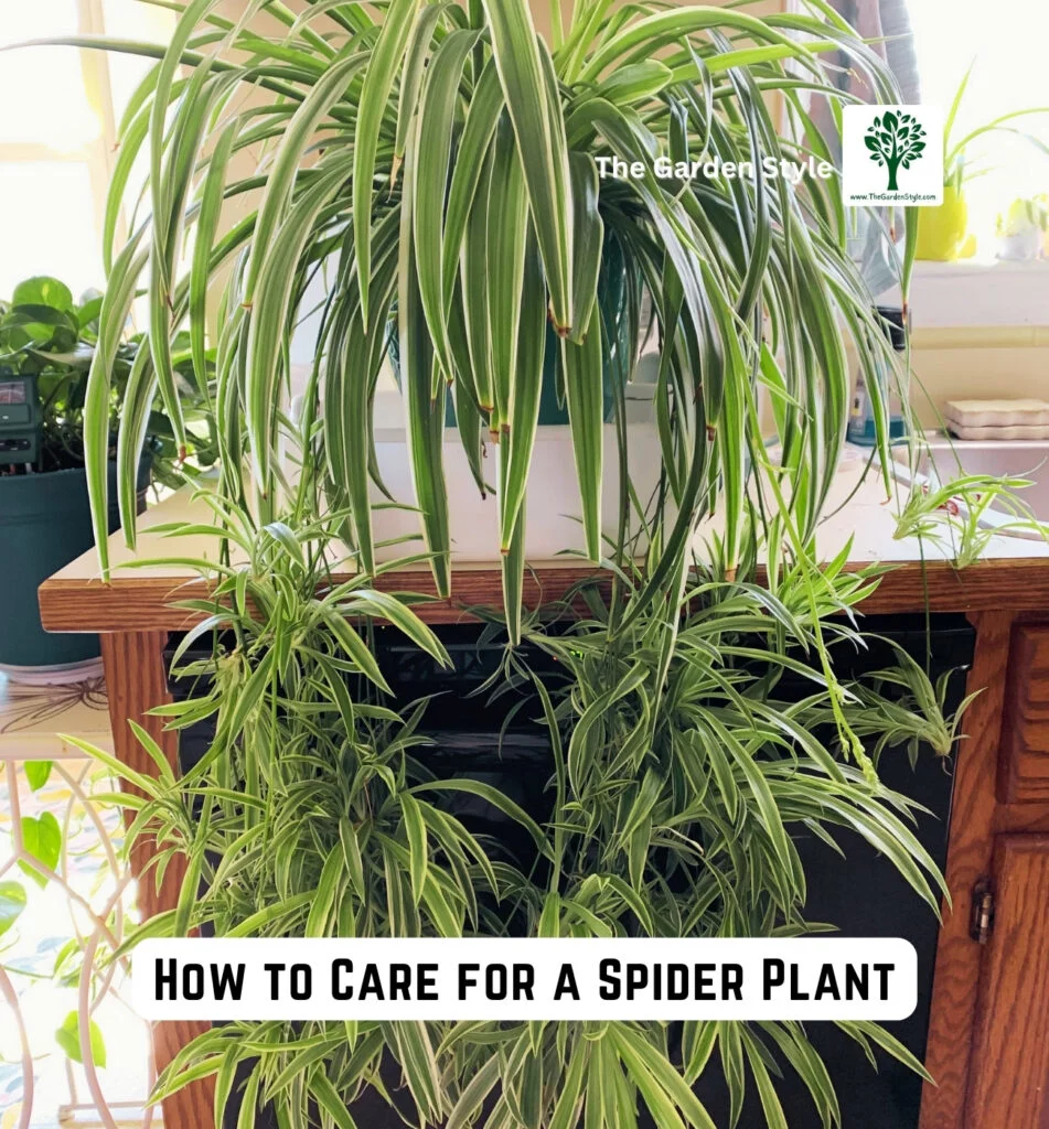 how to care for a spider plant