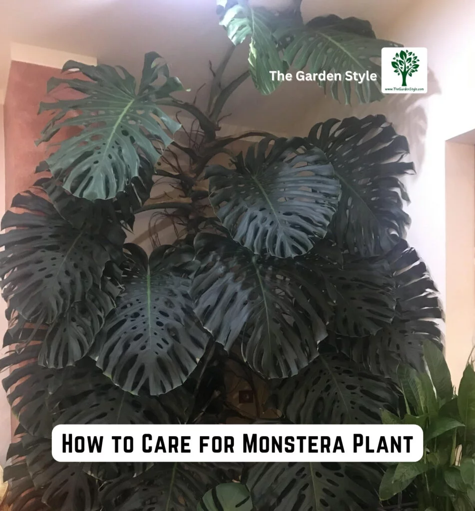 how to care for monstera plant