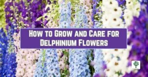 how to grow and care for delphinium flowers
