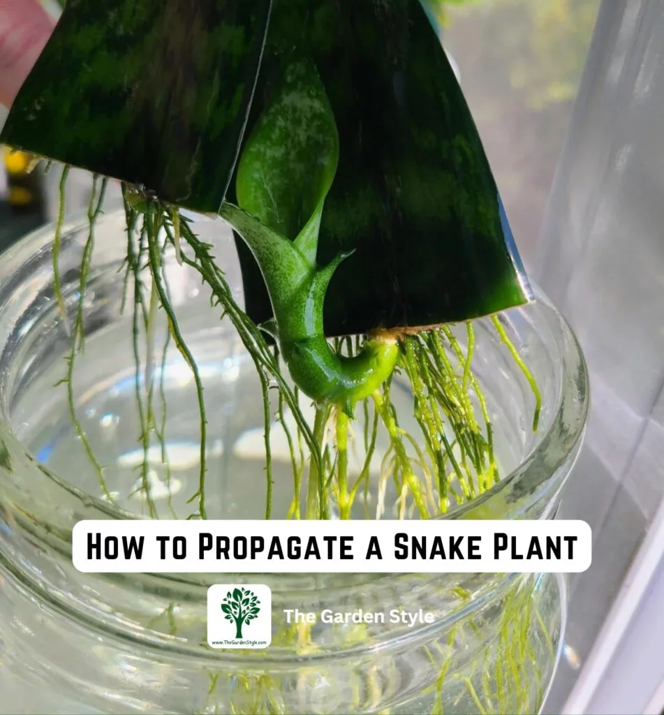 how to propagate a snake plant