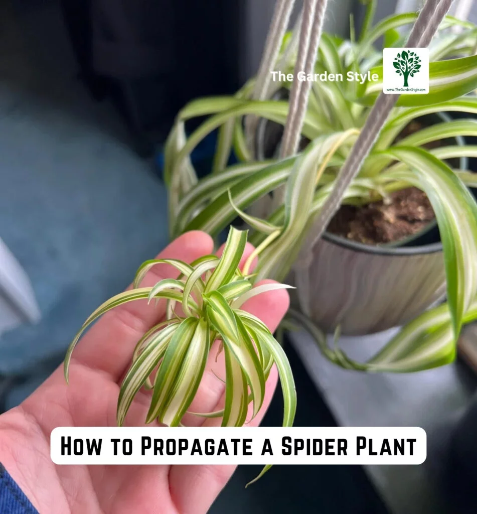 how to propagate a spider plant