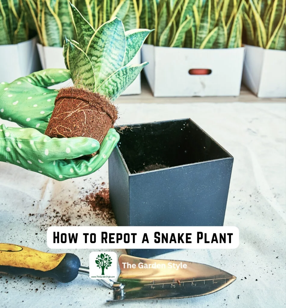 how to repot a snake plant