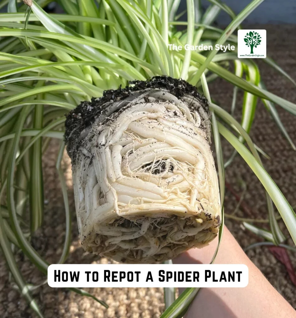 how to repot a spider plant