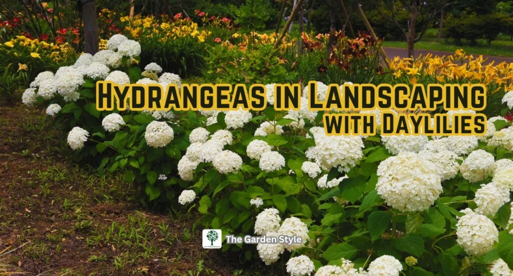 hydrangeas in landscaping with daylilies