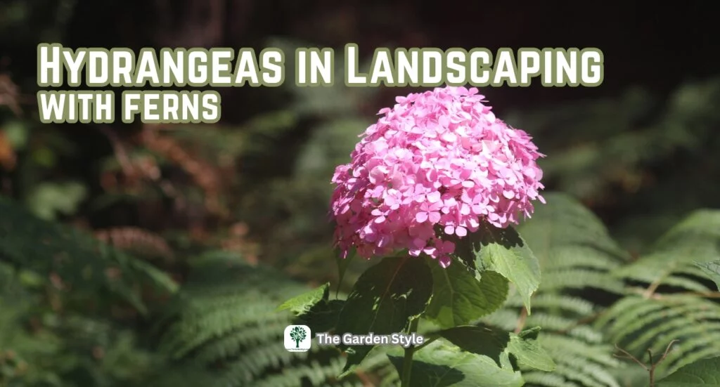 hydrangeas in landscaping with ferns