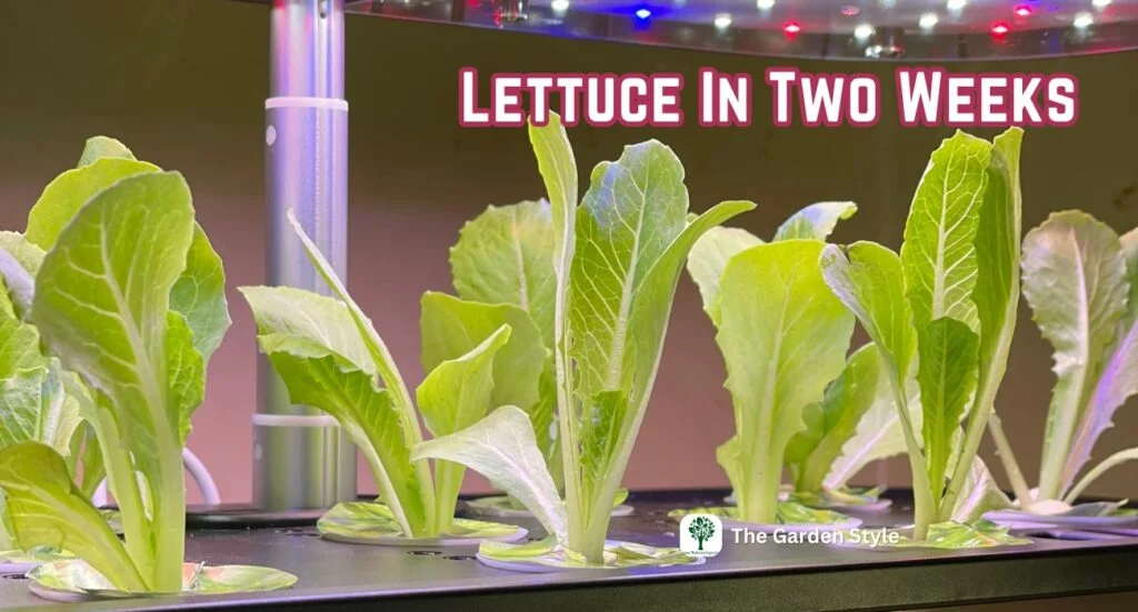 hydroponic lettuce indoor growing letpot