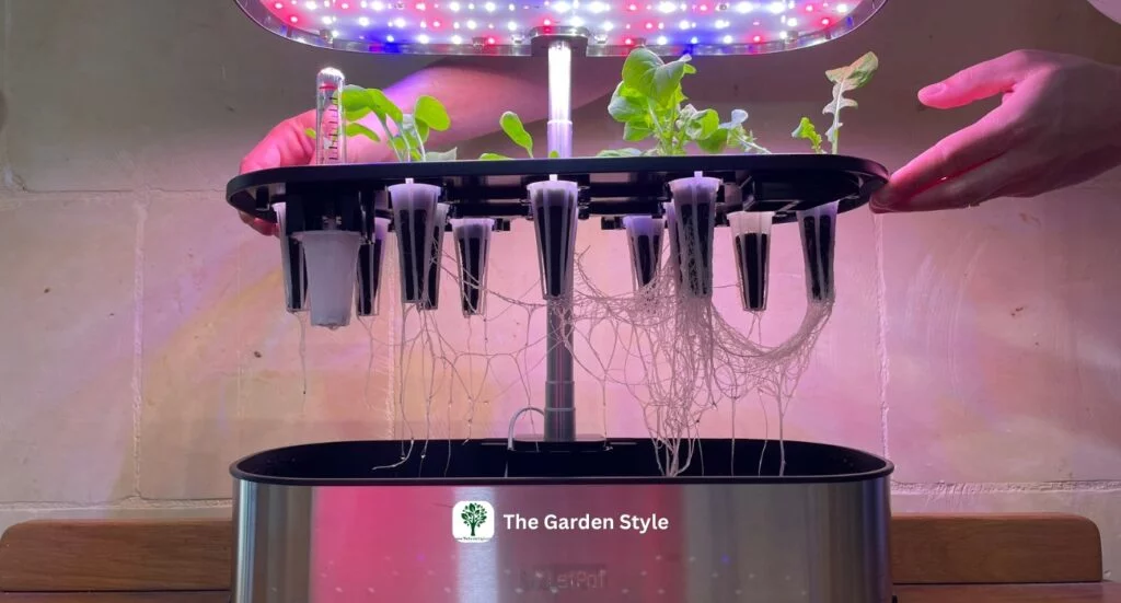 transplant hydroponic plants